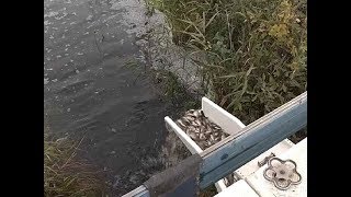 Железногорское водохранилище рыбалка летом