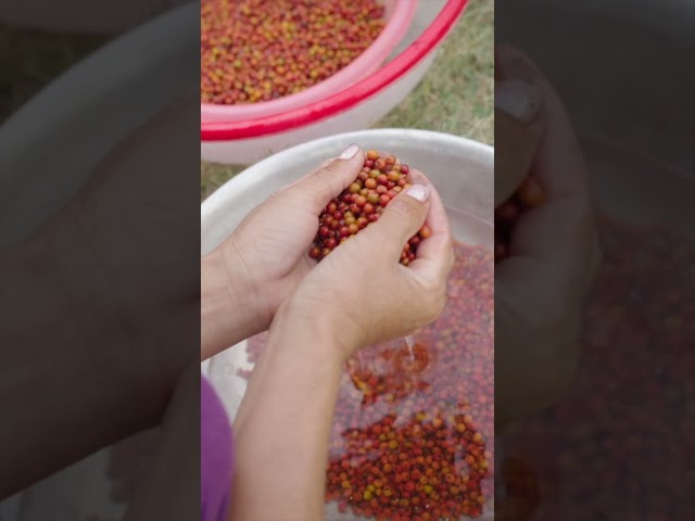 Vídeo relacionado con Khla - Pimienta Negra de Kampot 100g - Pimienta en Grano Orgánica - Grand Cru, Rara y Delicada - Ingrediente de Cocina - Directo del Productor - Especia Asiática - Origen Camboya
