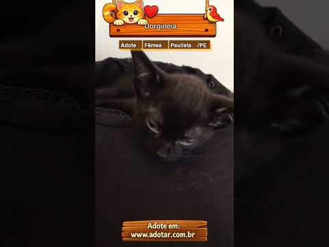 Vídeo de Dorgineia