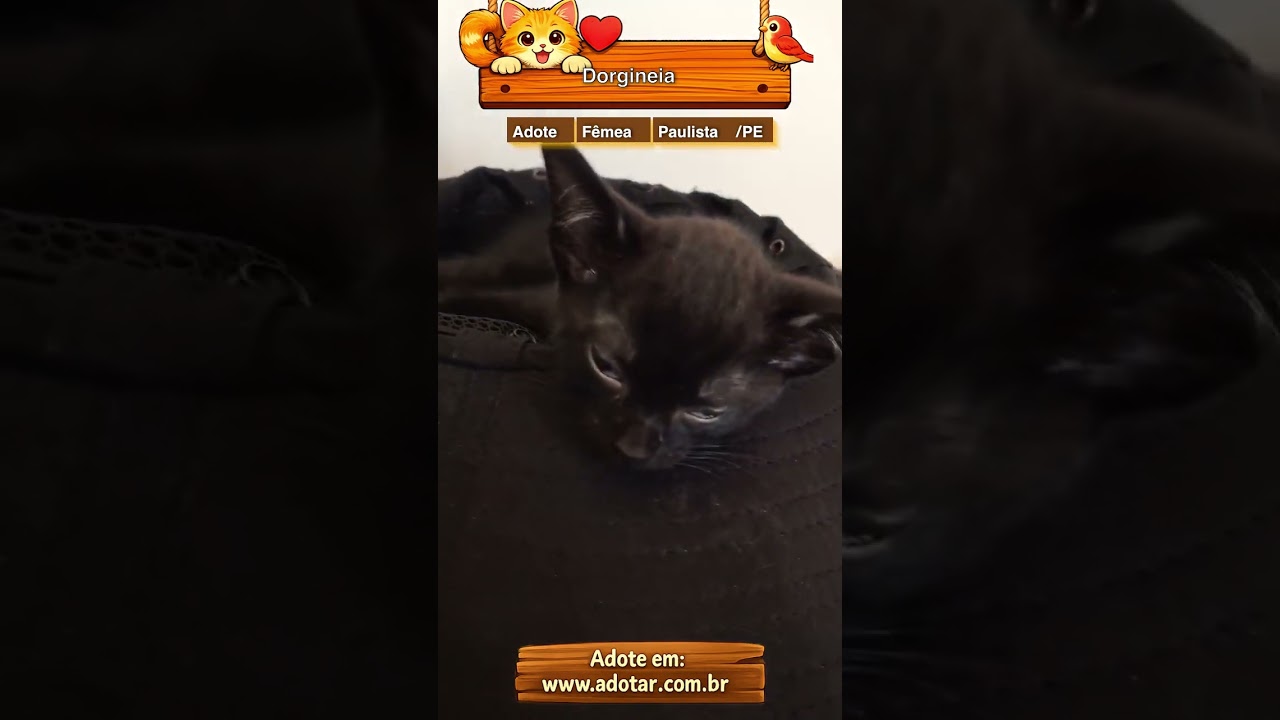 Gato raça SRD-ViraLata idade Abaixo de 2 meses nome Dorgineia