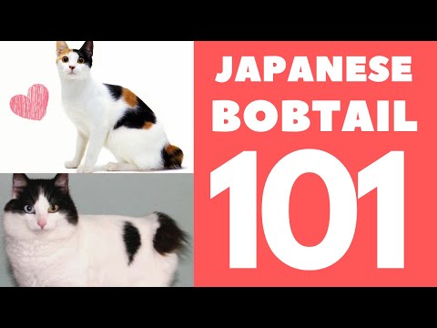Japanese Bobtail Cat 101 : Breed & Personality