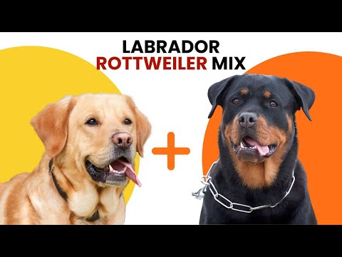 Rottweiler Black Lab Mix