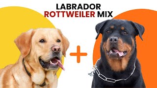 Labrador Rottweiler Mix AKA Labrottie