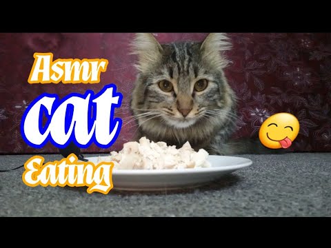 cat eating cooked chicken  Asmr  ● Asmr # 1