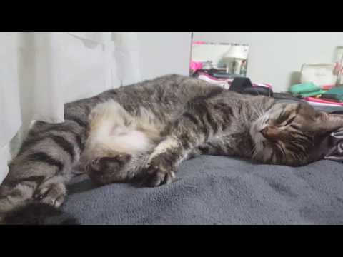 Cat abnormal breathing - rapid and shallow
