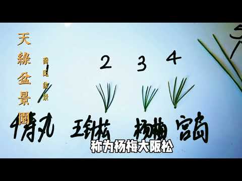 松樹品種