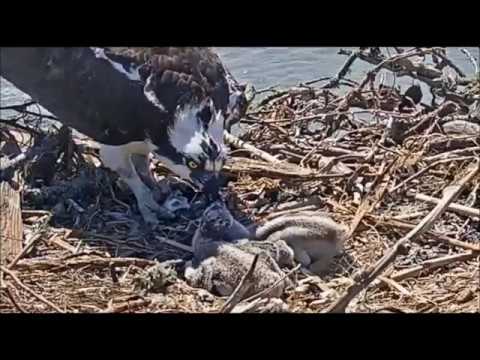 No more food, please, we're full!  May 23, 2017