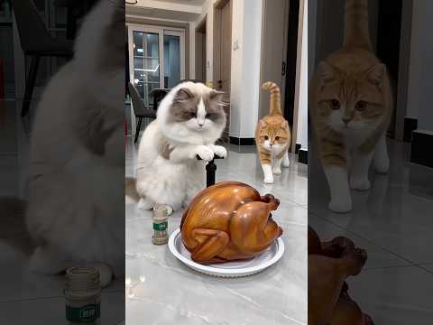 Oh no cat 🫢🤣 #funny #cat #comedy #trending #youtubeshorts #shorts #shortvideo