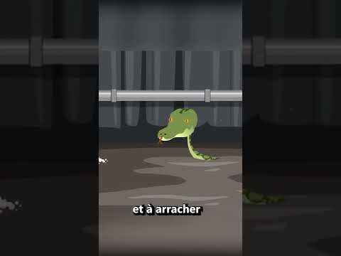 Il Trouve La Meilleure Technique Contre Les Souris