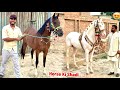 Eid Par Hamari Female Horse Ki Shaadi Wedding