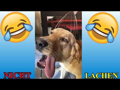 VERSUCHE NICHT ZU LACHEN !!! 🤣🤣🤣 #80