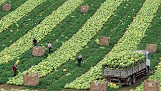 31 Colheitas Incríveis De Frutas E Vegetais Que Você Precisa Ver — Safra 2026