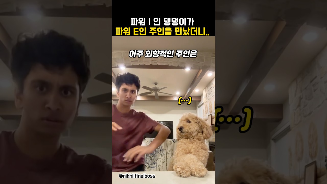 내성적인 댕댕이가 까부는 주인을 만나면 생기는 일 #동물 #강아지