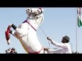 Horse Dancing At The Cattle Fair In Pushkar Rajasthan India