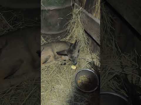 Холод голод#shorts  Смотрите видео: Катастрофа в зимнем лесу