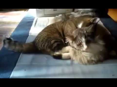 Cats together