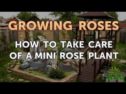 How to Take Care of a Mini Rose Plant
