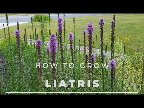 , title : 'Liatris Spicata - All about Liatris, from Seed to Bloom'