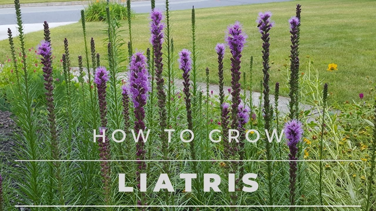 ¿Qué son las hojas basales de Liatris? VALETRY