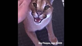 Cover art for flippa =0