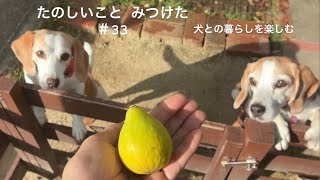 【犬との暮らしのvlog】イチジクのジャム作り／ネッククーラーを作りました／ビーグル姉妹との暮らし／たのしいことみつけた
