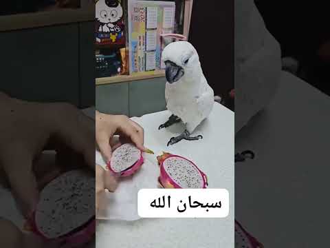 ببغاء سعد قبل الحذف