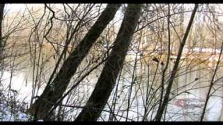 Download lagu El Niño y el Perro - Los Mozambiques - Combos Nacionales - Discos Tamayo mp3