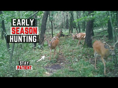 Early Season Whitetail Hunting Tips