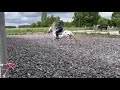 Appaloosa black léopard de 6 ans