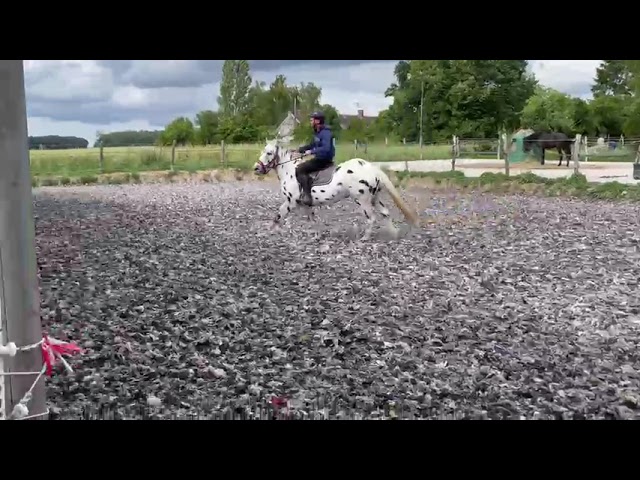 Appaloosa black l&eacute;opard de 6 ans