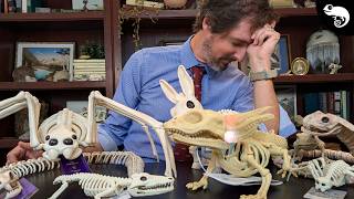 Download lagu Zoologist Reacts To Your Horrible Halloween Decorations 2026 mp3 Download lagu Zoologist Reacts To Your Horrible Halloween Decorations 2026 mp3