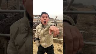 How happy is it to love ostriches? Ostrich breeding is not easy to record every day #2