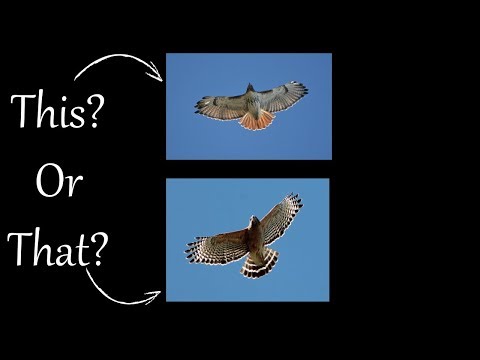 アカ肩タカまたはアカオノスリ