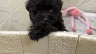 トイプードルの動画01