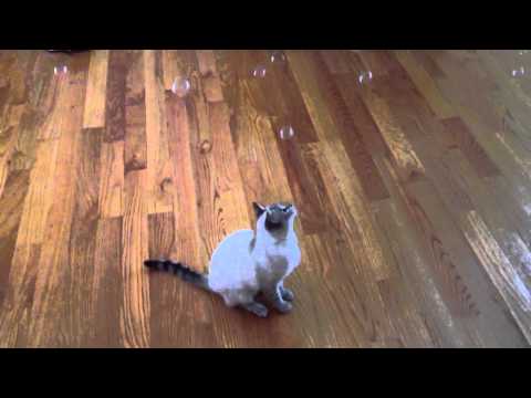 Sabriel vs The Bubbles