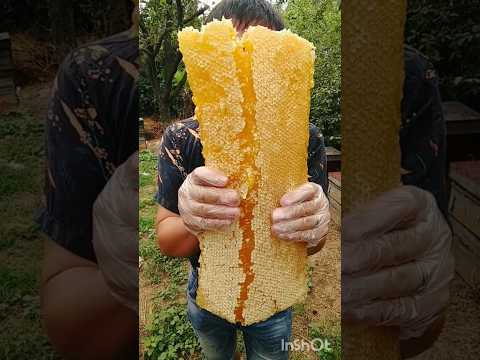 Giant Honeycomb Full of Pure Honey 🍯🔥 | Nature’s Sweetest Treasure! #honey #shorts #honeybee #viral