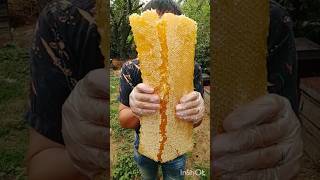 Download lagu Giant Honeycomb Full of Pure Honey 🍯🔥 | Nature’s Sweetest Treasure! #honey #shorts #honeybee #viral mp3