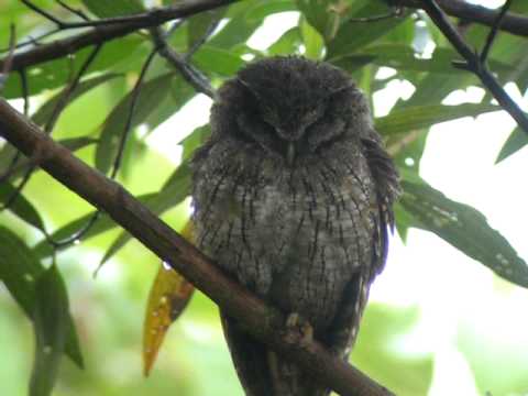 Black-capped Screech-Owl
