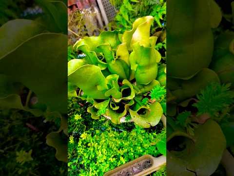 園芸 サラセン、サラセニア