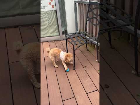 経営学科 ドッグランを走るトイプードル14ヶ月 #toypoodle #トイプードル