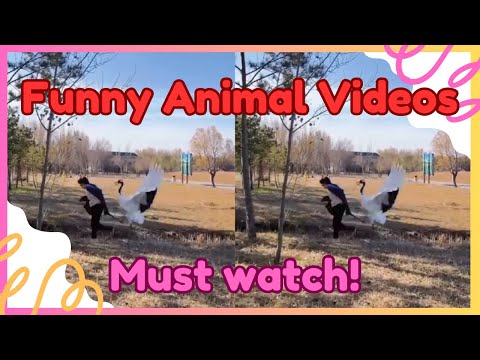 Funny Animal Videos! | Must Watch | Charlyn Neri Vlogs