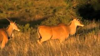 preview picture of video 'Safari in Lalibela Game Reserve'