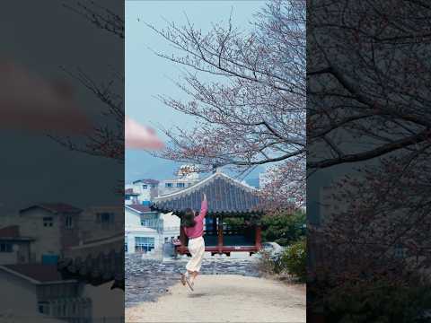 여긴 어디?! #벚꽃명소 #거제벚꽃