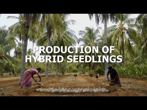 Hybrid Coconut Seedling