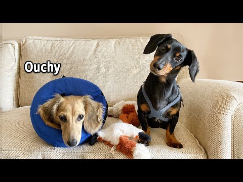 Ep 45: Daphne Has Surgery.. (She's OK!)