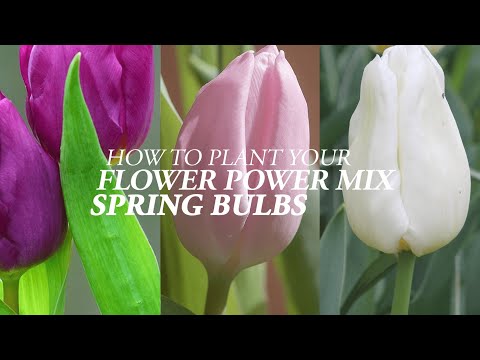 How to plant your Flower Power Mix Spring Bulbs