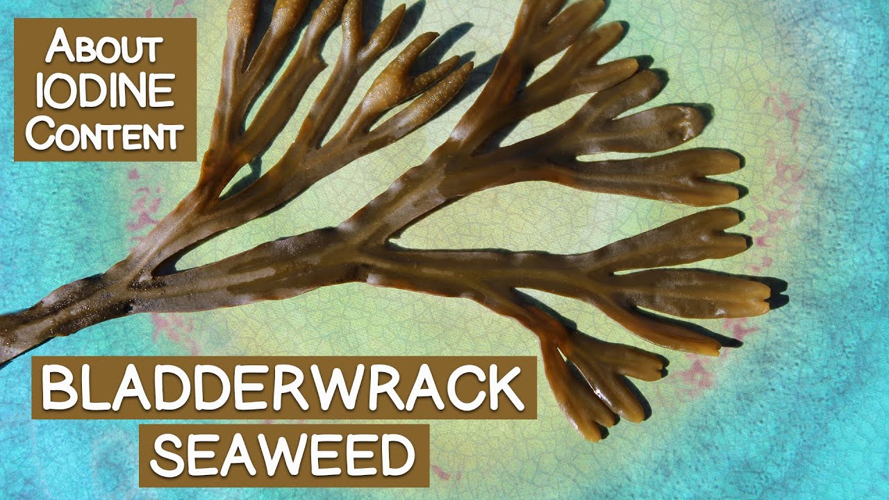 Bladderwrack Seaweed, Is It a Good Source of Iodine? - YouTube
