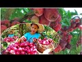 Harvested Macopa Fruit to make macopa jelly//Berna Homeres