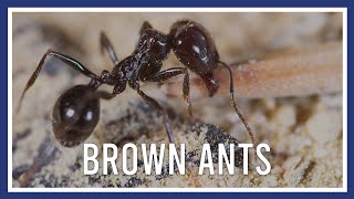 Brown ants in a wall
