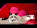 RELAXING MUSIC- Happy Valentine`s Day ...